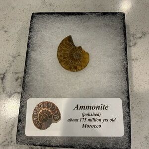 Polished Ammonite Fossil